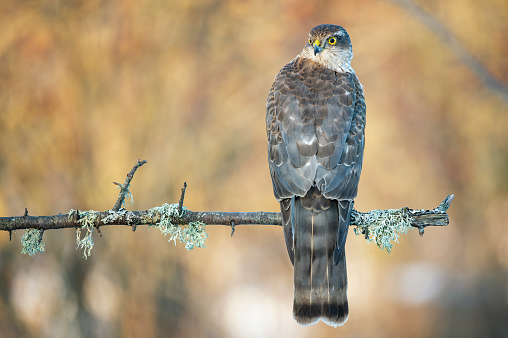 Sparrowhawk Accipiter nisus, Bird of prey sits on a stick on a beautiful background. Hawk turns its head.