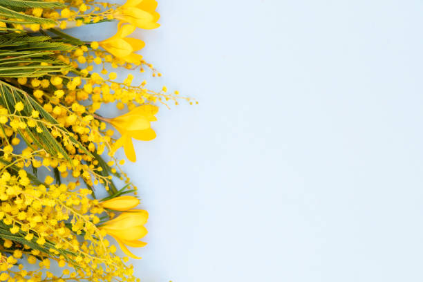 istock Mimosa flowers on blue background 1366633738