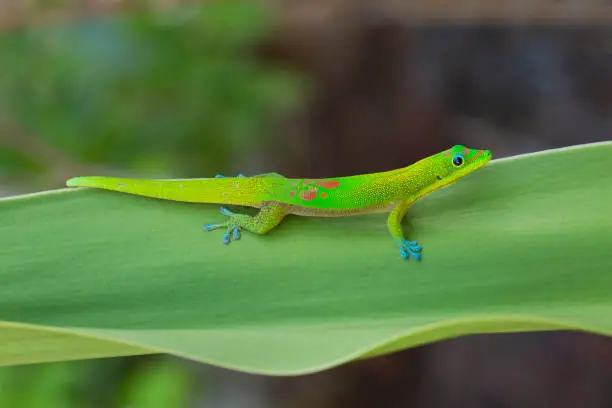 Closeup of a gold dust day gecko in a tropical environment