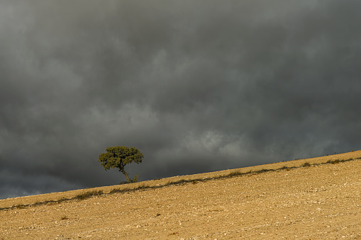 Isolated tree in the dehesa of the eastern mountains of Granada - Spain.