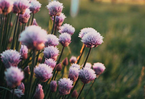 istock chives flowering in a garden 1366634936