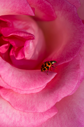 A tiny, delicate ladybug rests on a vibrant, pink rose in summer