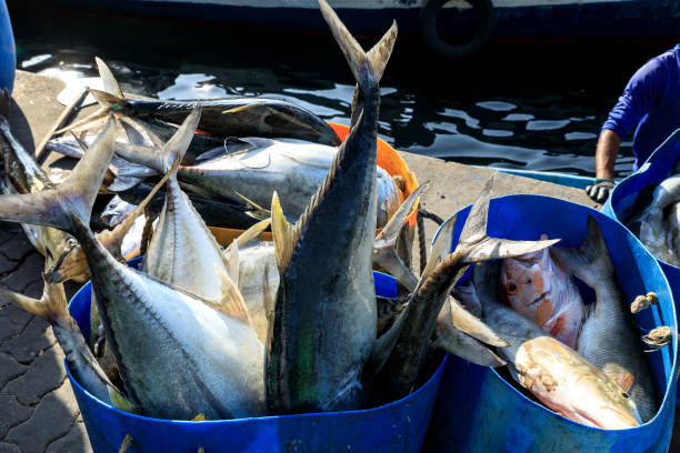 fresh daily fishes at the fish market of Mali