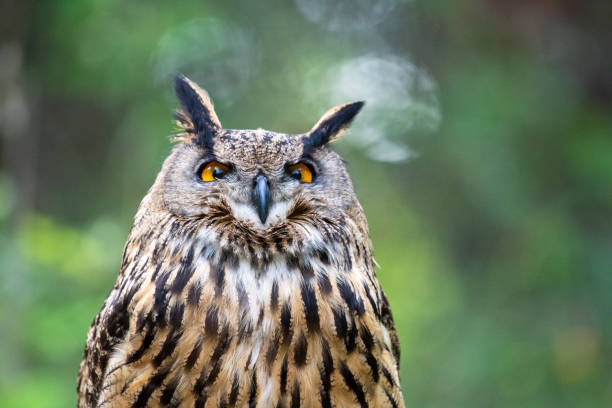istock Owl with Bokeh in background 1366637642