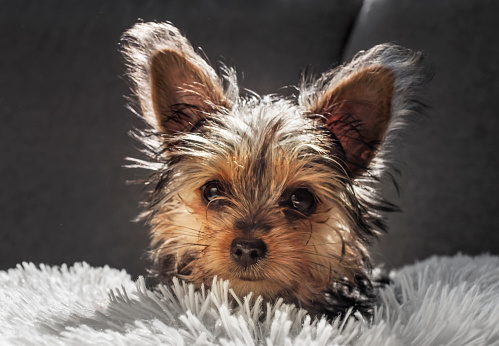 Yorkshire Terrier with a toy isolated on a white background. studio shot.