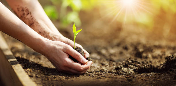 istock Human hands taking care of a seedling in the soil 1366638048