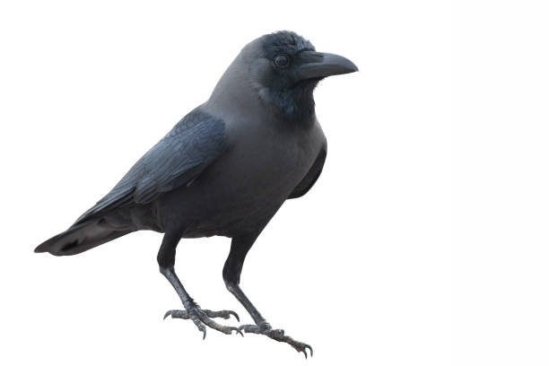 istock Young raven isolate on a white background.  Close-up portrait of a crow. 1366638592