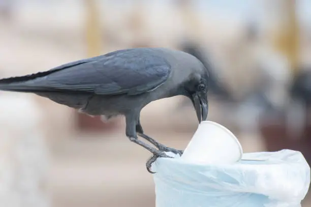 Crow trying to get out plastic disposable cup from a trash can. Close-up portrait of a raven. Side view.