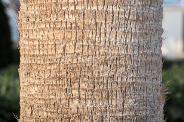 Trunk of tropical palm tree (washingtonia) close-up, texture.