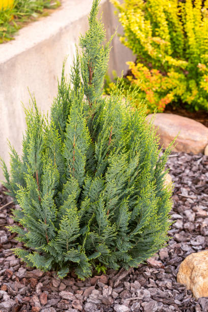 Chamaecyparis lawsoniana Young Chamaecyparis lawsoniana plant of Ellwoodii variety with mulch pine bark in landscaping port orford cedar stock pictures, royalty-free photos & images