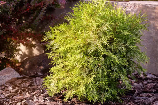 Young Thuja occidentalis plant of the Globosa Aurea variety with mulch pine bark. Low-growing ornamental thujas are widely used in landscaping