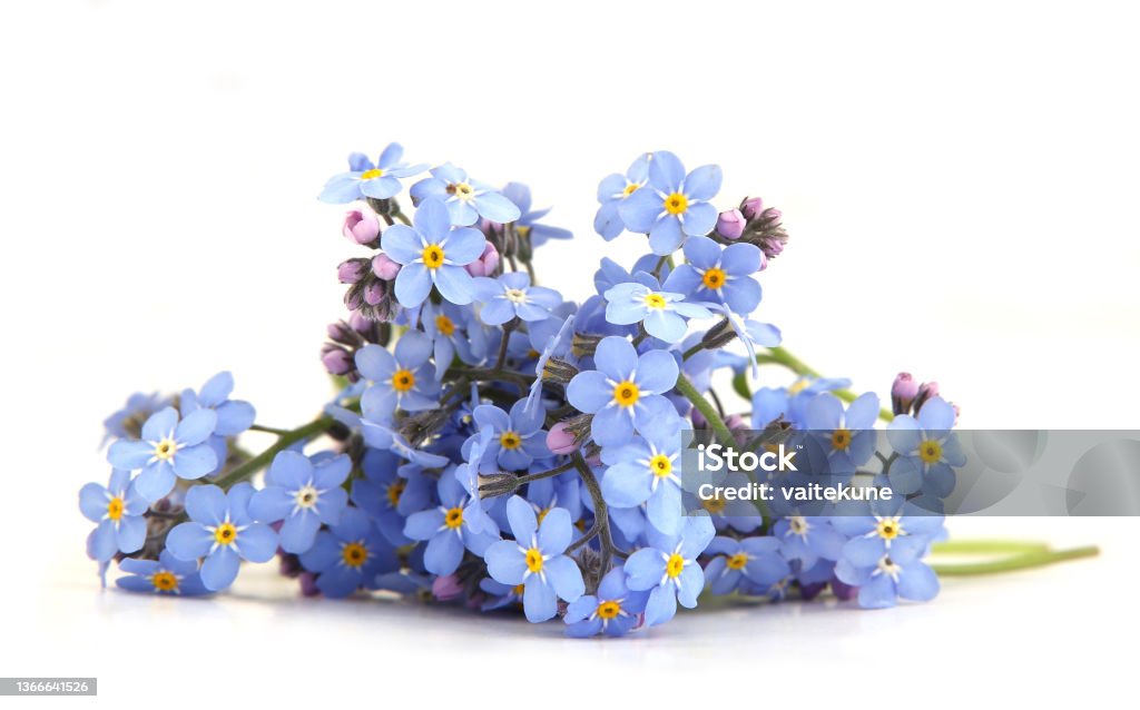 Spring blue flowers Myosotis isolated on white background. Flowers Myosotis are called forget-me-not or scorpion grasses. Forget-Me-Not Stock Photo
