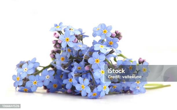 Spring Blue Flowers Myosotis Isolated On White Background Stock Photo - Download Image Now