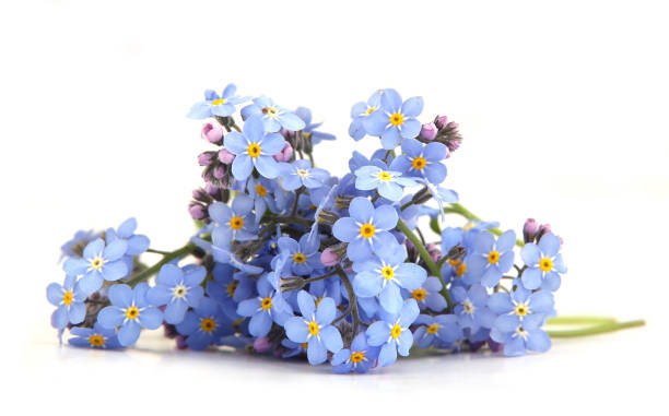 spring blue flowers myosotis isolated on white background. - miosótis imagens e fotografias de stock