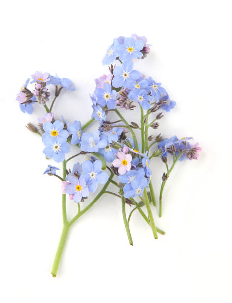 istock Spring blue flowers Myosotis isolated on white background. 1366641541