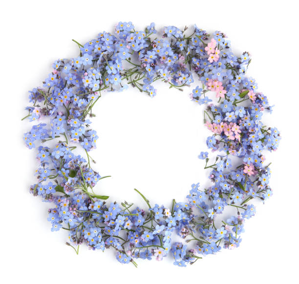 Circle of spring blue flowers Myosotis isolated on white background. Flowers Myosotis are called forget-me-not or scorpion grasses. forget me not isolated stock pictures, royalty-free photos & images