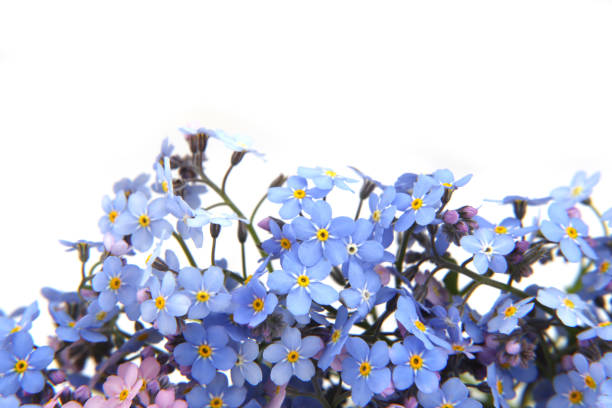 istock Spring blue flowers Myosotis isolated on white background. 1366641679