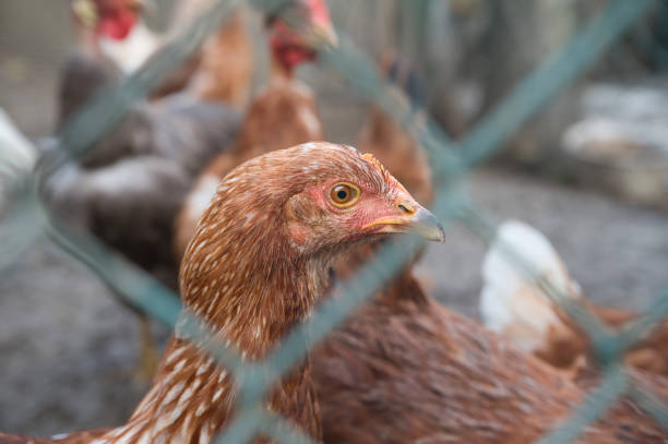 群れで屋外に住む鶏の頭を閉じる - chicken bird close up domestic animals ストックフォトと画像