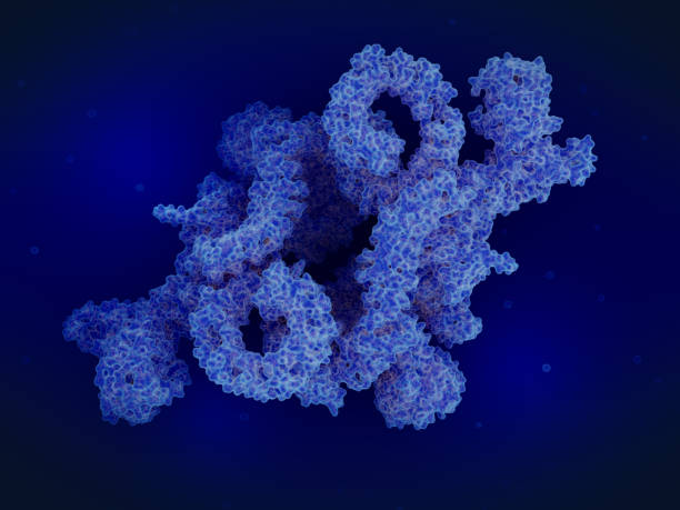 The protein complex MTORC1. MTORC1 is a kinase that regulates cell growth, cell proliferation, cell motility, cell survival, protein synthesis, autophagy and transcription. stock photo