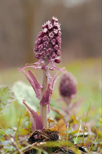 Pink butterbur flower, phallus shaped, on the forest floor. Macro photo.