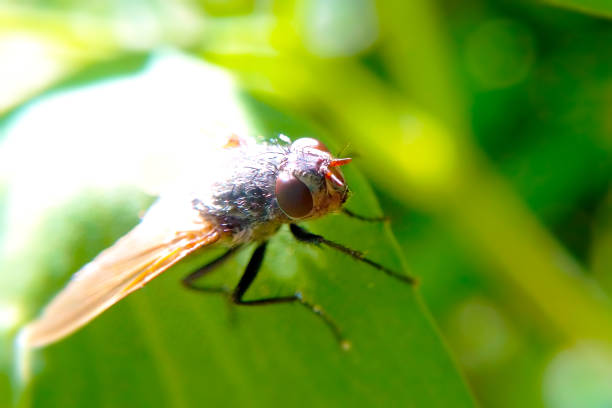 Pericoma fuliginosa Sewer Fly Insect. Digitally Enhanced Photograph.