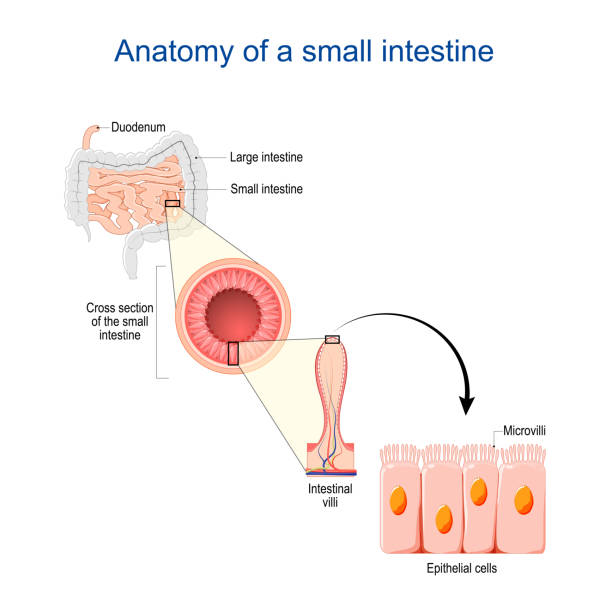 small intestine Anatomy. Cross section of a ileum with Internal villi small intestine Anatomy. Cross section of a ileum with Internal villi. Close-up of Epithelial cells with Microvilli. Vector illustration small intestine stock illustrations