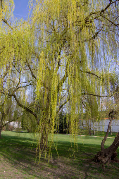 istock Public park in early spring, nature beginning turn to green, romantic pathway scene with branches, willow alley 1366644889