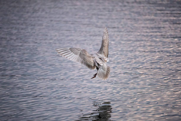 istock Seagull landing on water 1366645392