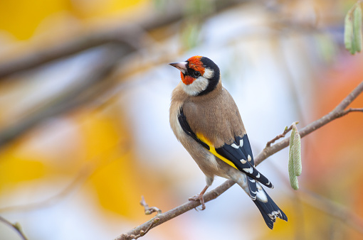 Male goldfinch (Carduelis carduelis) perching in a hazelnut bush.