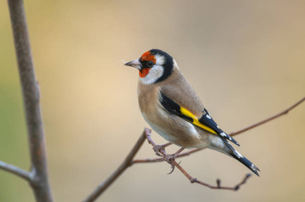 istock Male goldfinch 1366645739