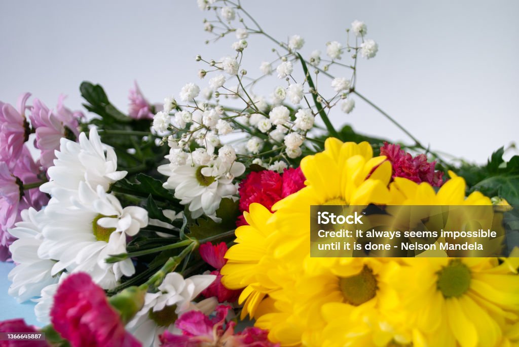 Spring Flower Side Beautiful Spring Flowers On Light Background Creative Spring Floral ...
