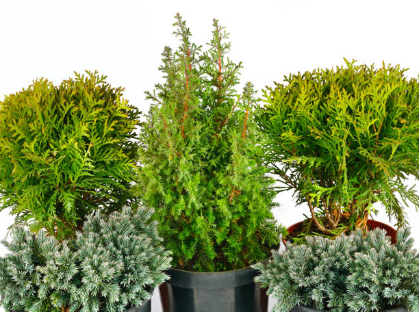 istock Juniper, cypress and thuja in flower pots isolated on white 1366646635