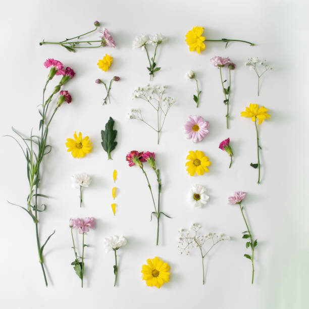 istock Creative flat lay square composition with spring colourful flowers on white background. Natural lighting and shadows. Flat lay. 1366646886