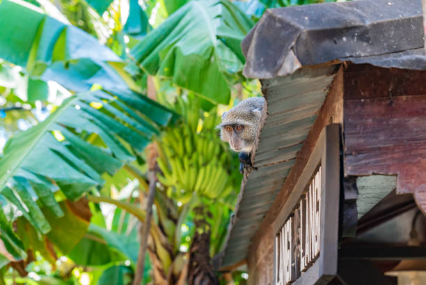 Monkey lying on a roof with green bananas on background.