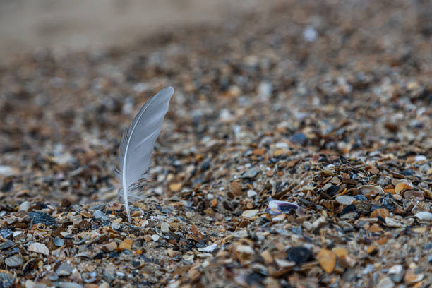 Sand texture. Copy space. Top view. Flat lay. Feather of a bird on wet sand close-up.