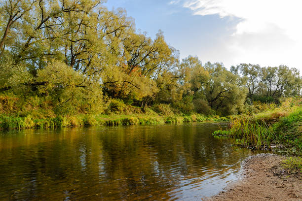 istock River flowing through the autumn forest. Autumn forest 1366648390