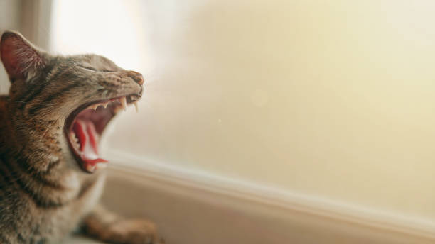 istock Tabby pussycat yawns. 1366648620