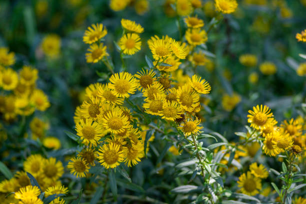 Inula britannica british yellowhead meadow fleabane flowers in bloom, yellow autumnal flowerin plant Inula britannica british yellowhead meadow fleabane flowers in bloom, yellow autumnal flowerin plant, green leaves inula stock pictures, royalty-free photos & images