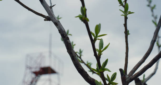 a delicate bud of budding leaves on a branch with a copy of the space.