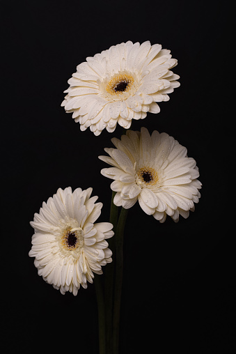 Bouquet of white gerberas on a black background