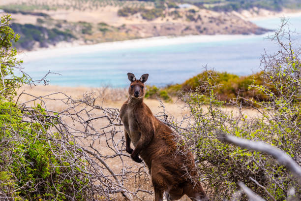 istock Big Red Kangaroo staring at the camera 1366650182