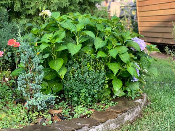 istock Park with bushes and stones. Landscape design 1366651111