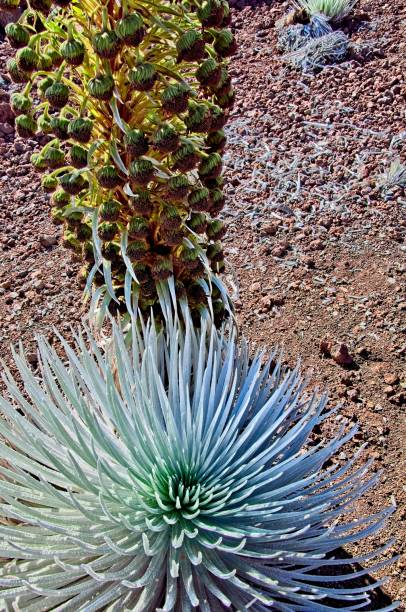 planta hawaiana silversword y su tallo de floración en el parque nacional haleakala - haleakala silversword fotografías e imágenes de stock