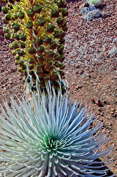 plante d’épée d’argent hawaïenne et sa tige de floraison au parc national de haleakala - haleakala silversword photos et images de collection