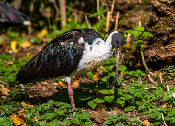 istock Straw-necked Ibis, Threskiornis spinicollis in the zoo 1366652976