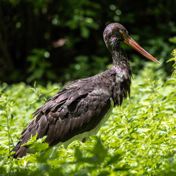 istock Black stork, Ciconia nigra in a german nature park 1366653206