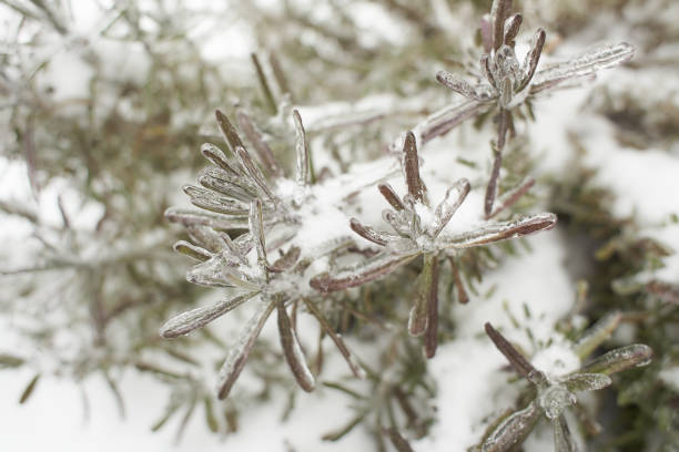 A detailed close-up photograph of frosted evergreen branches, depicting their icy texture amid a wintry white background, evoking the serene beauty and cold quietude of the winter season.