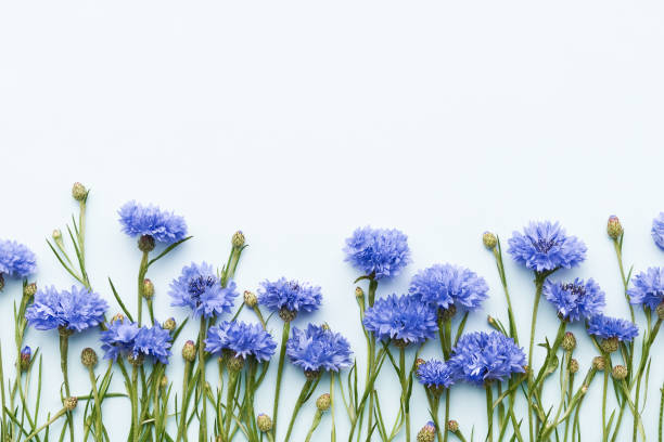 istock Blue cornflowers border on a light blue background. Greeting card. Top view, copy space 1366654224