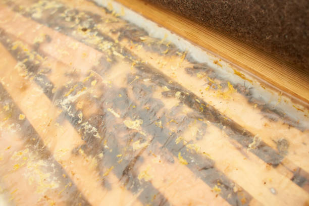 istock Bee on honeycomb with honey slices nectar into cells. Macro image of a bee on a frame from a hive. Bees on honeycomb. winter time 1366654359