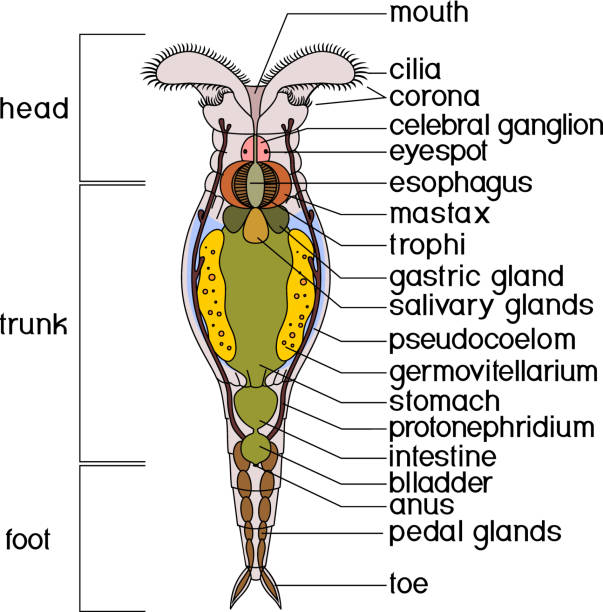Scheme of bdelloid rotifer anatomy isolated on white background Scheme of bdelloid rotifer anatomy isolated on white background rotifera stock illustrations